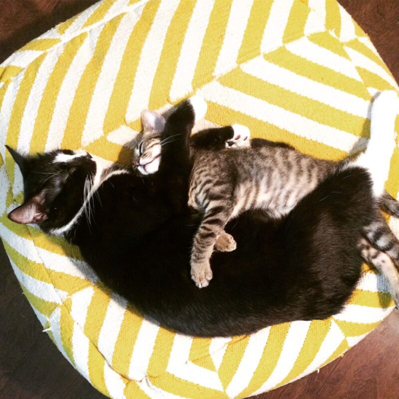 Essential Oil Safety and Cats Jenni Raincloud